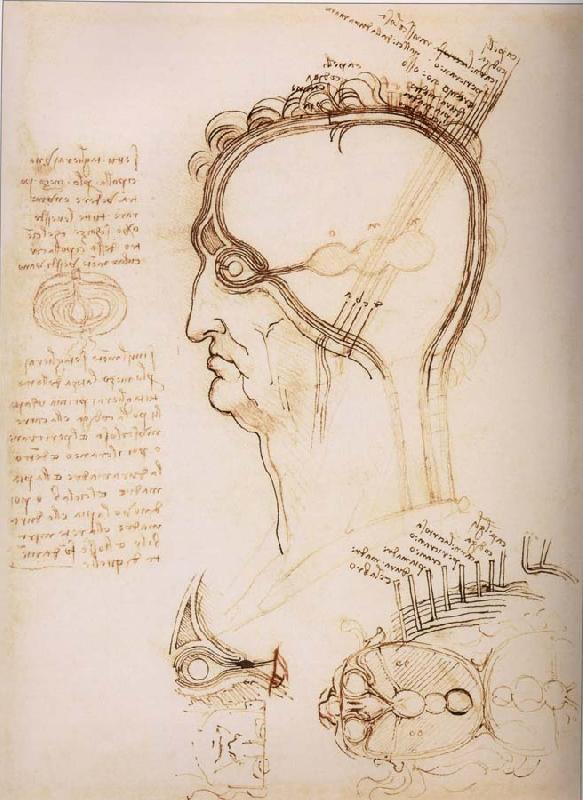 LEONARDO da Vinci Anatomical study of the brain and the scalp Germany oil painting art